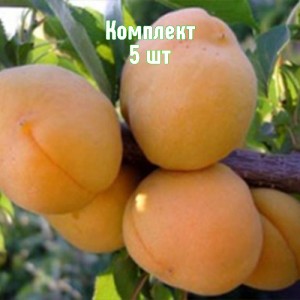 Комплект 5шт / Абрикос Янтарь Поволжья