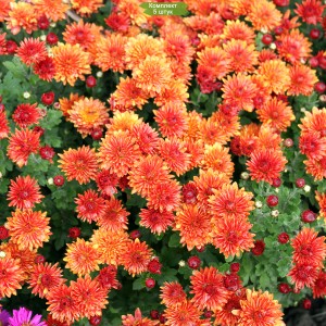 Саженцы хризантемы нежно-ранжевой мультифлоры Конако (Conaco) -  комплект 5 шт.