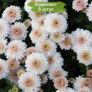 Саженцы хризантемы мультифлоры Яхо (Yahou) (Белая с розовой серединой ) -  комплект 5 шт.