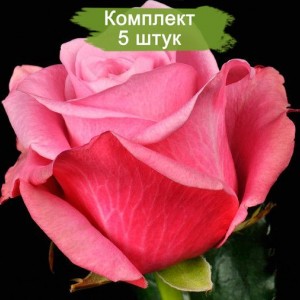 Саженцы чайно-гибридной розы Дип Ватер / Дип Вотер (Deep Water) -  комплект 5 шт.