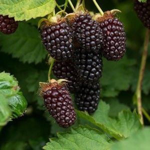 Саженец красной ежемалины Силван