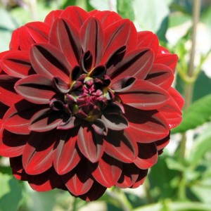 Клубень георгина Арабская ночь