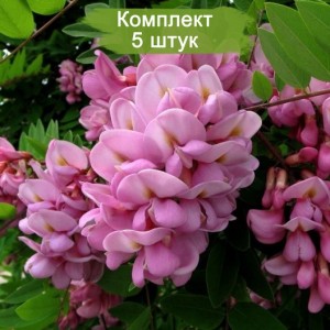Саженцы акации розовой (Робинии) Макрофилы (Macrophylla) -  комплект 5 шт.