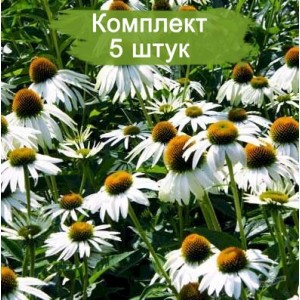 Саженцы эхинацеи пурпурной Вайт Свон (White Swan ) -  комплект 5 шт.