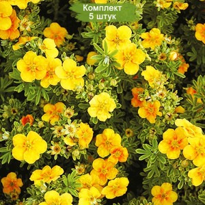 Саженцы лапчатки кустарниковой (Курильского чая) Манго танго  (Mango Tango) -  комплект 5 шт.