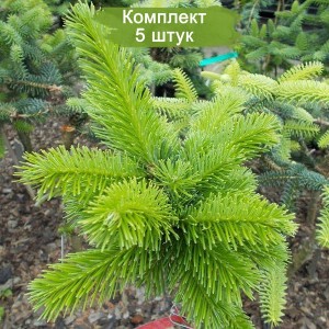 Сеянцы пихты кавказской ( до 15см) -  комплект 5 шт.