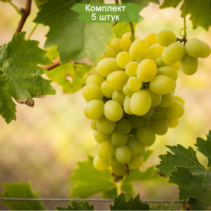 Саженцы винограда Лунный (Средний/Белый) -  комплект 5 шт.