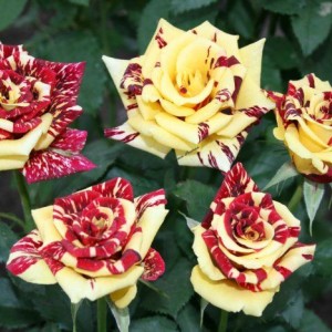 Саженец чайно-гибридной розы Симсабелла (Simsabella)