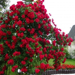 Саженец плетистой розы Бельканто (Belkanto)