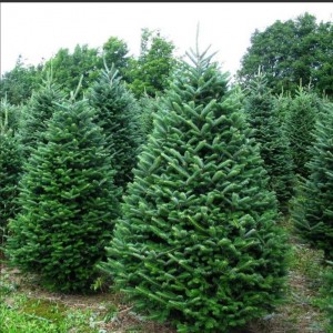 Саженец ели сибирской (15-40 см)