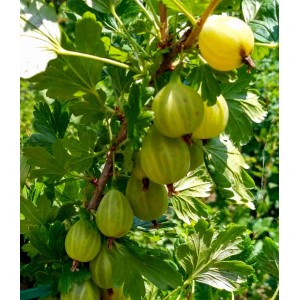 Саженец крыжовника Родник